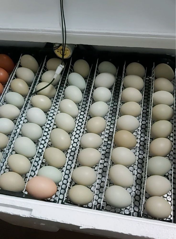 Мікс інкубаційних яєць продаж. Різні породи