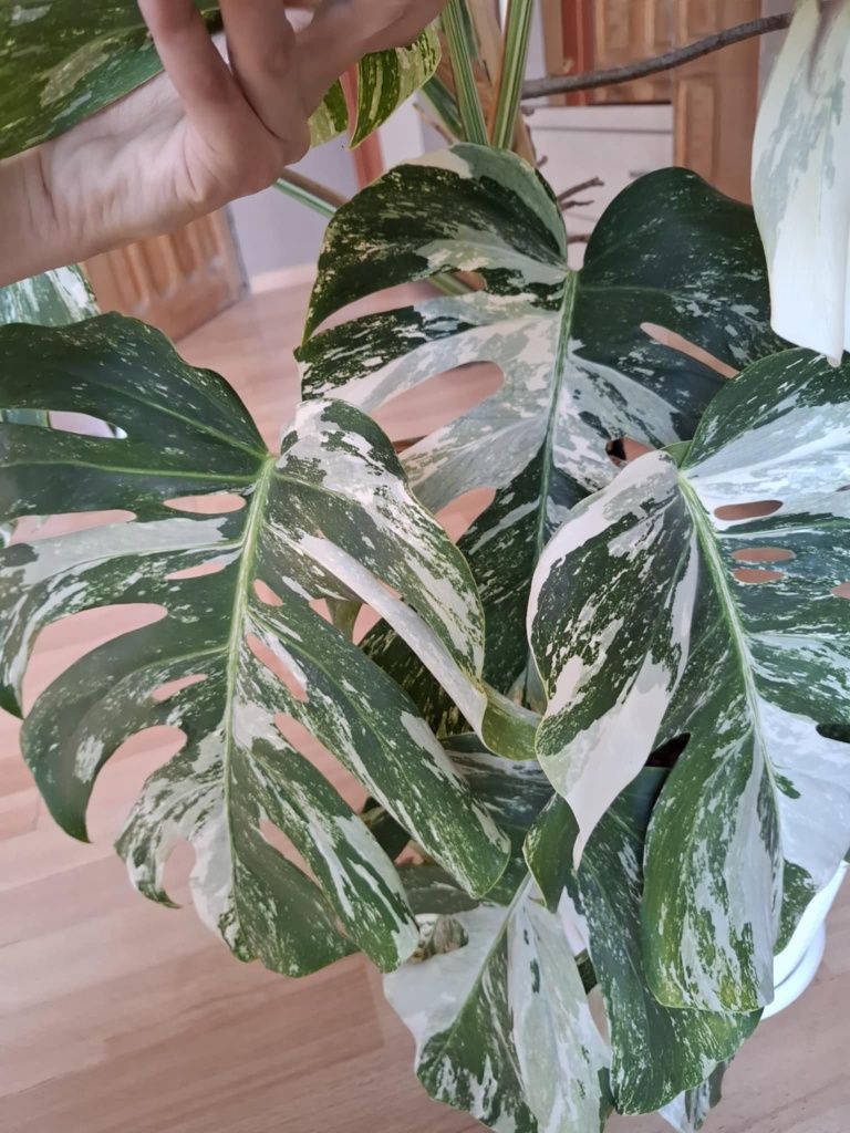 Monstera Variegata
