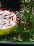 Camarões Neocaridina Red Cherry