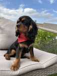 Cavalier King Charles Spaniel piesek.