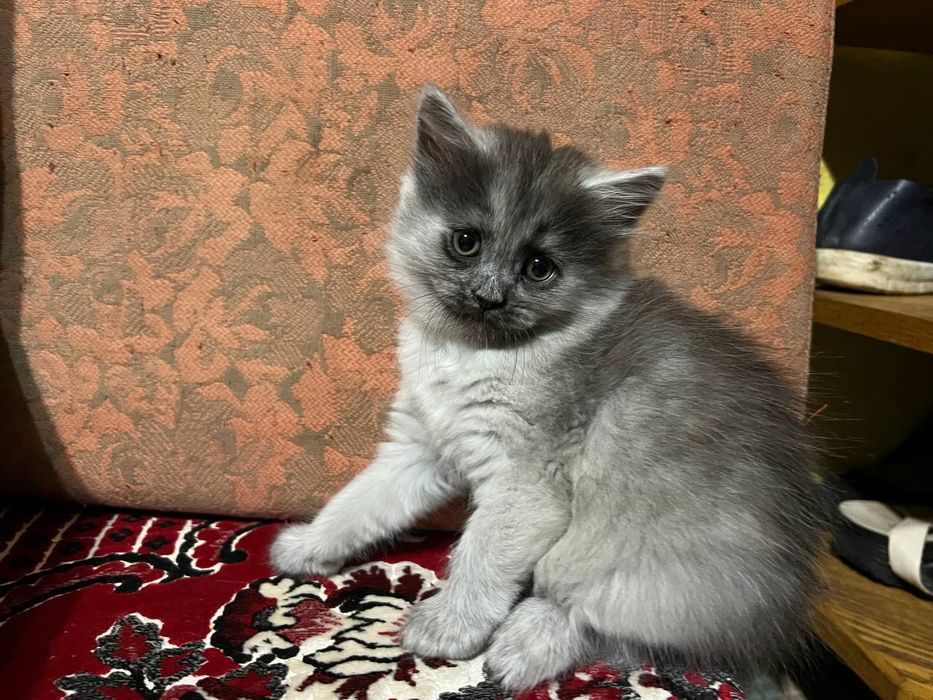 Віддамо кошенятко