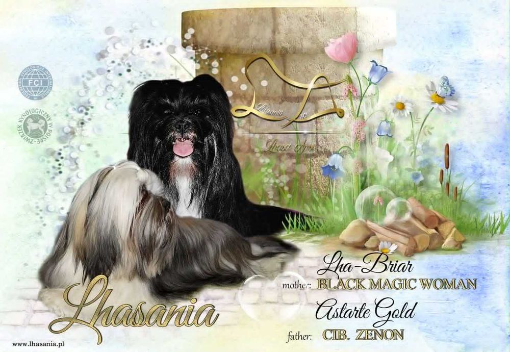 Cudne szczenię Lhasa Apso