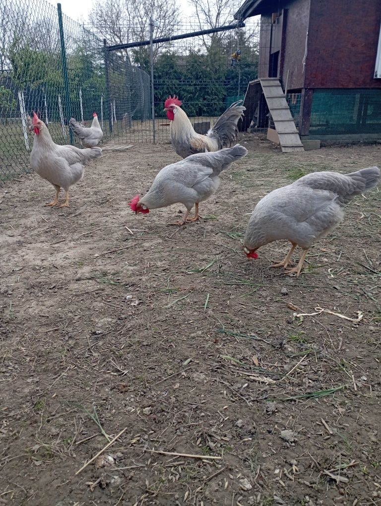 Jajka lęgowe Włoszki Marans