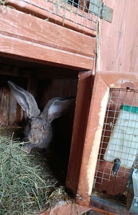 Olbrzym belgijski samce