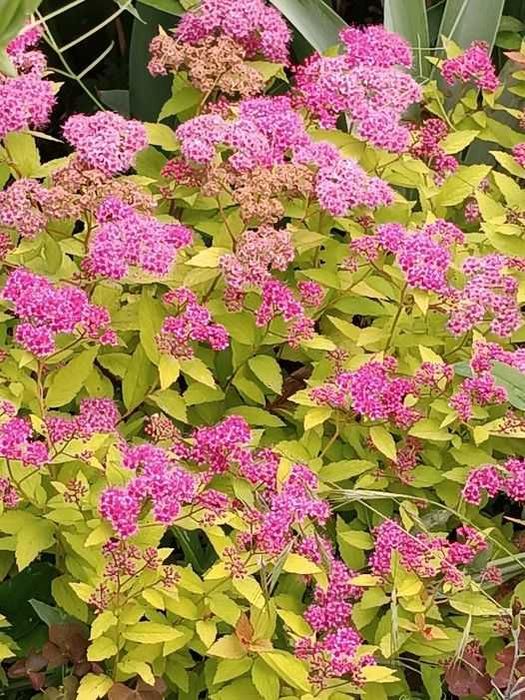 Спірея Золотий Карл, Анемона рожева. ясколка, орегано