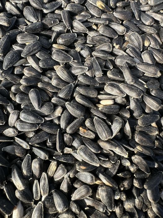 Słonecznik , ziarno , nasiona , gołębie, pokarm