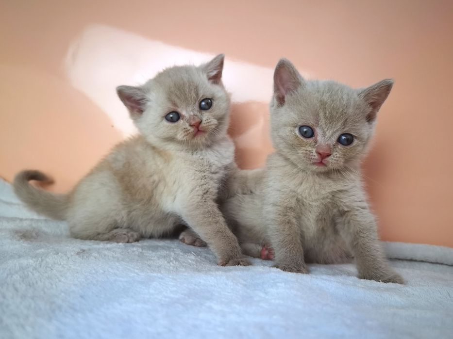 Шотландские котята. Документы. Прививки. Доставка