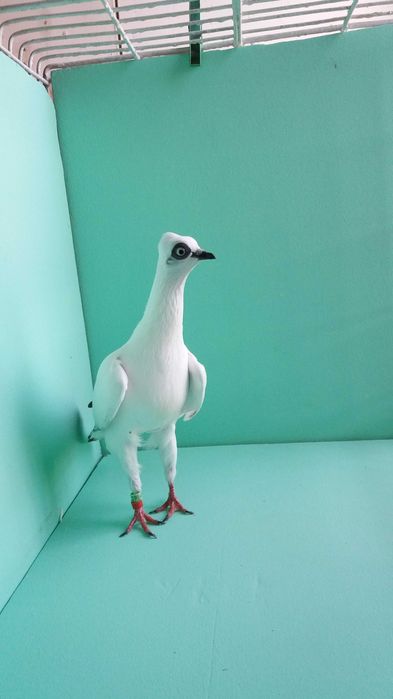 Gołębie ozdobne wiedeński, wiedeńskie lotne