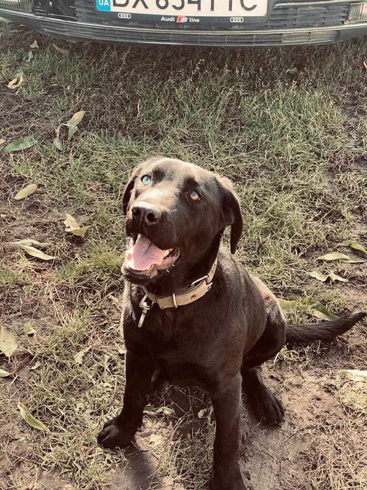 Продам  маленькі песиків лабрадорів