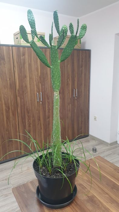 Opuncja wys. - 87 cm, duży okaz