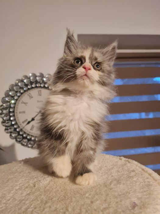 Maine coon kotka szyrkletka dymna z bielą