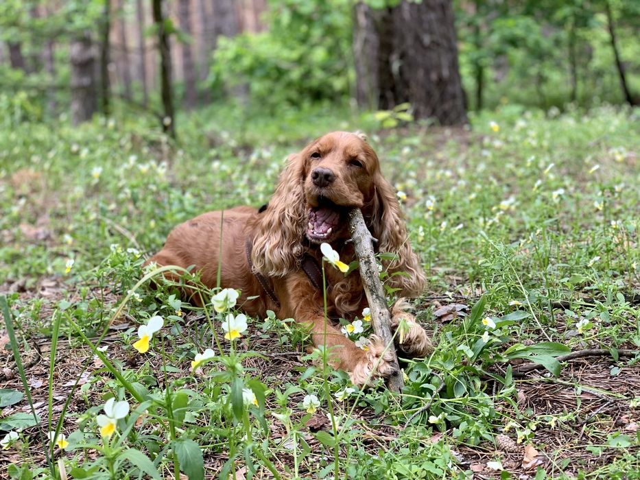 Передержка животных