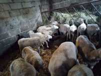 Sprzedam stado owiec 18+1