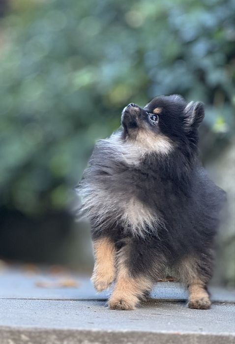Szpic miniaturowy Pomeranian Black tan