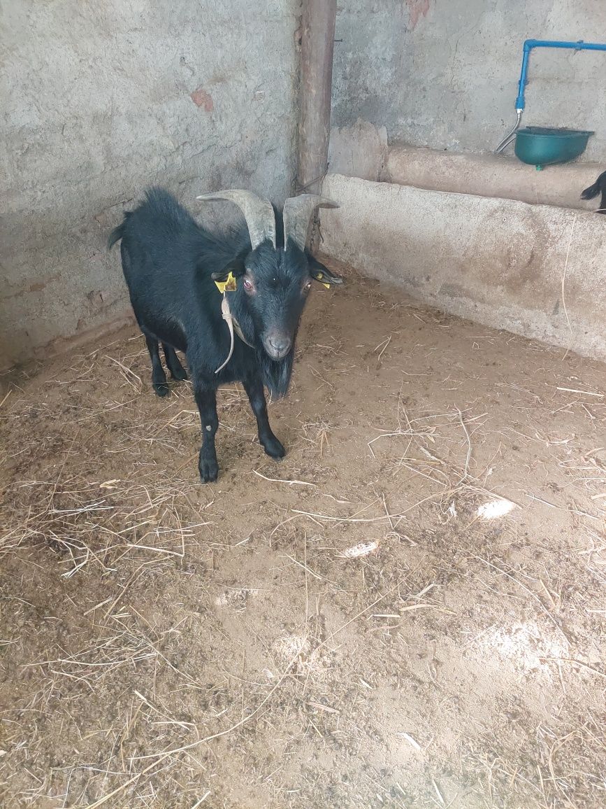 Cabrita e cabrito reprodutor anões puros maltez