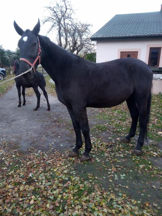Klacz śląska z źrebakiem ogierkiem