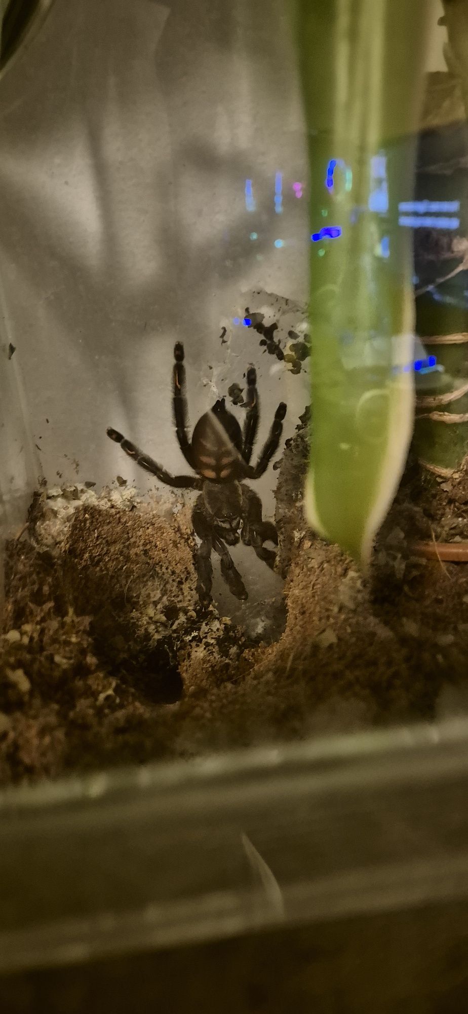 Irminia samica Dorosła