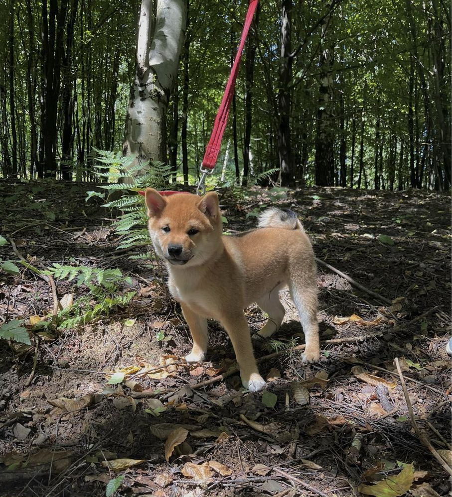 Shiba Inu FCI – urocze pieski z domowej hodowli ZKwP
