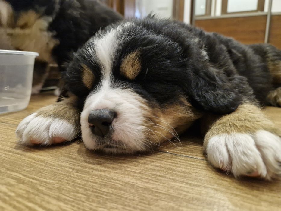 Szczeniaki berneński pies pasterski drugi miot