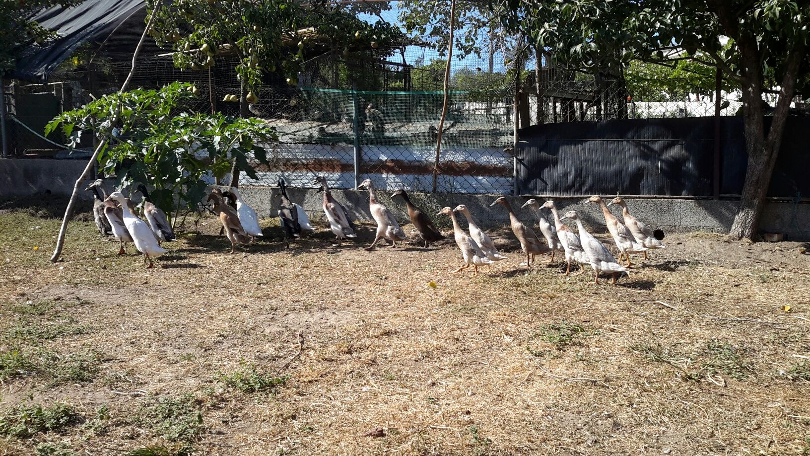Patos * Várias Raças*