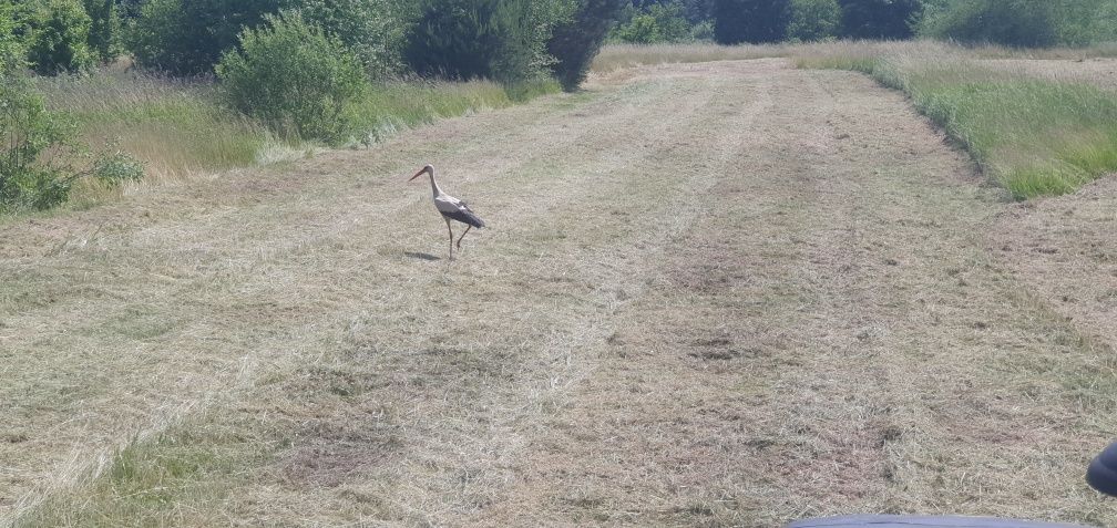 Koszenie trawy,koszenie działek budowlanych, mulczer leśny