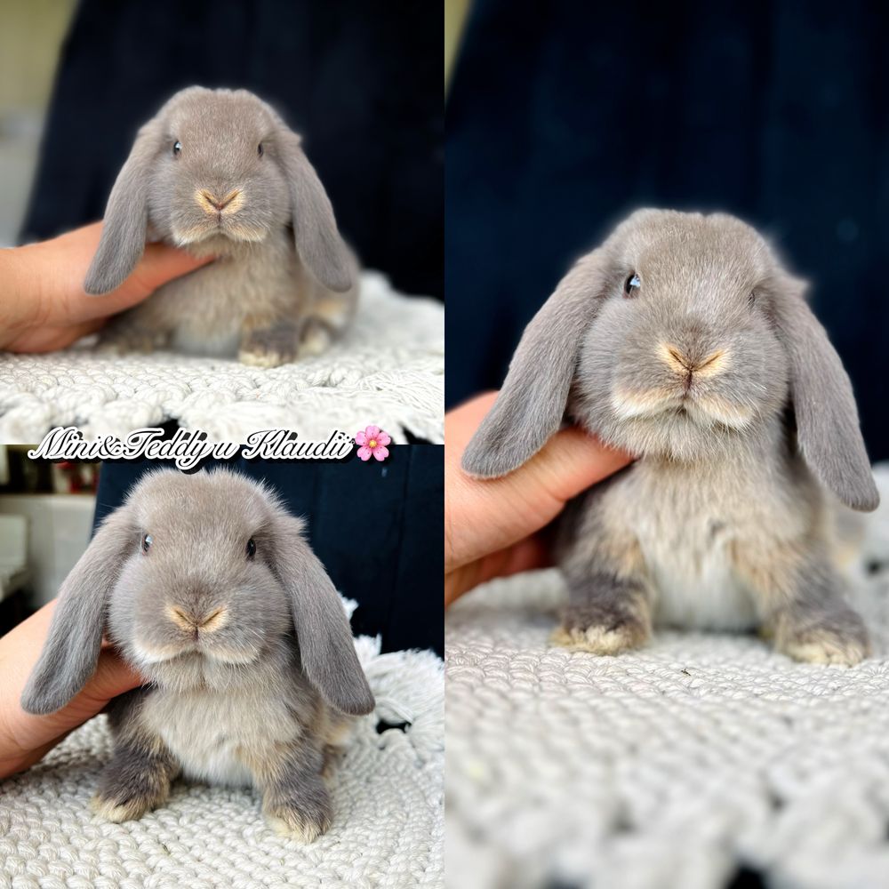 Mini lop - gotowe do odbioru. Króliczki rasowe z hodowli (miniaturki)