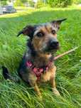 Frida - młodziutka suczka do adopcji!