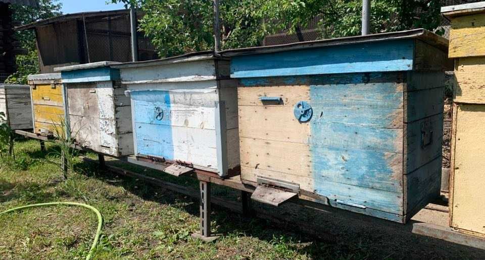 вулики під українську рамку бу з бджолосім’ями