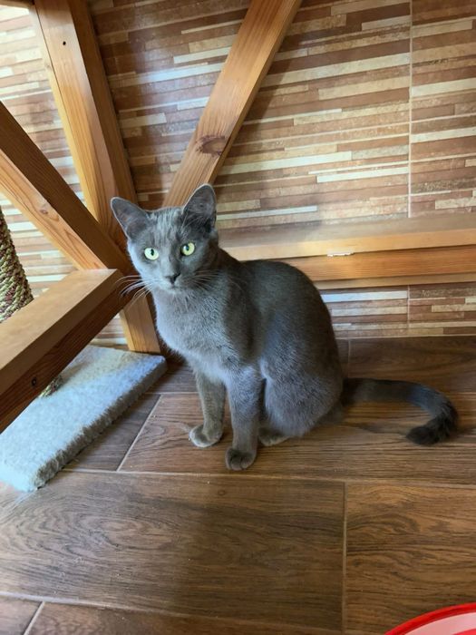 Котик сірий шукає сімʼю! Вік до 1 року. Кастрований. Волонтерський.