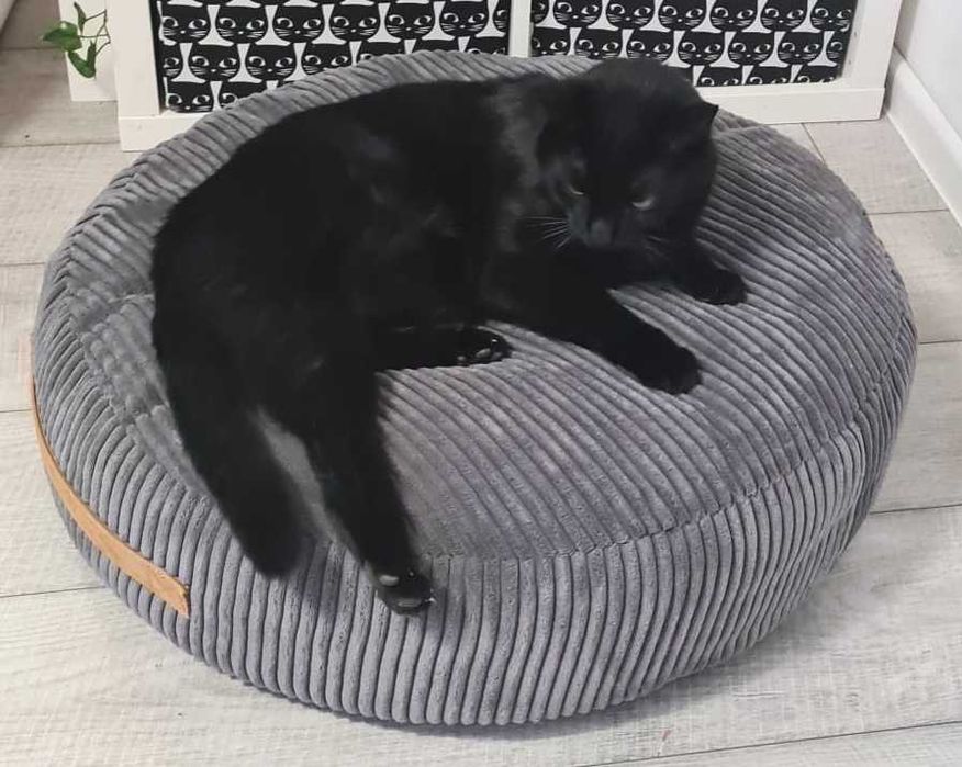 Pufa, ponton, legowisko, poducha dla psa / kota. 60 cm.