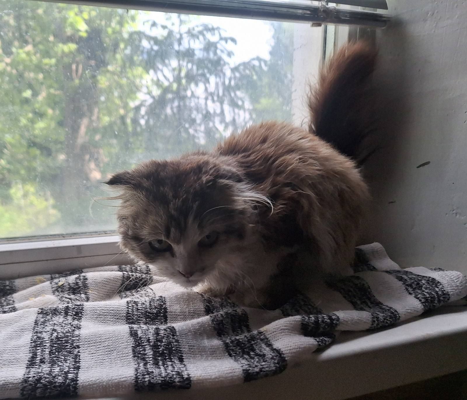 Спасите вислоушку. Кошка. Кошечка даром. Котенок бесплатно. Котята.