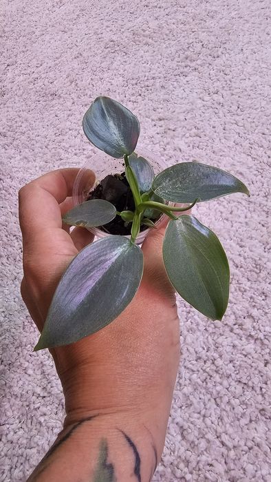 Филодендрон Гигас, Сильвер Квин, Плавмани, Бразил, Эмиральд квин