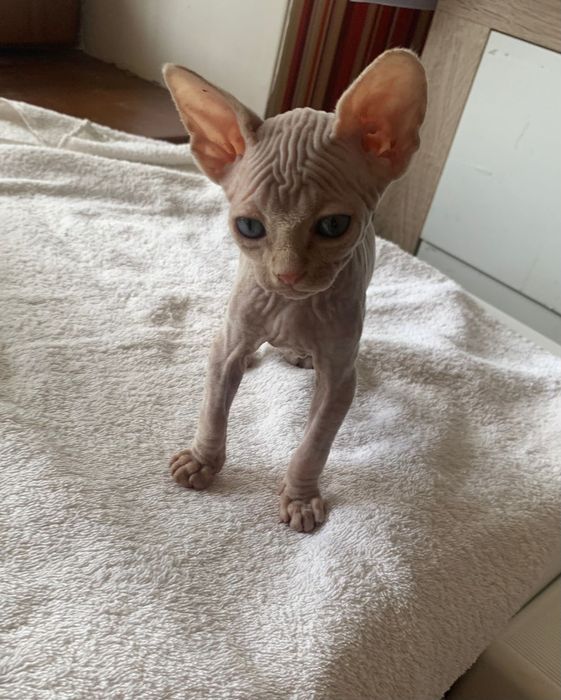Канадский сфінкс хлопчик у розведення.  вік 1,5 місяці