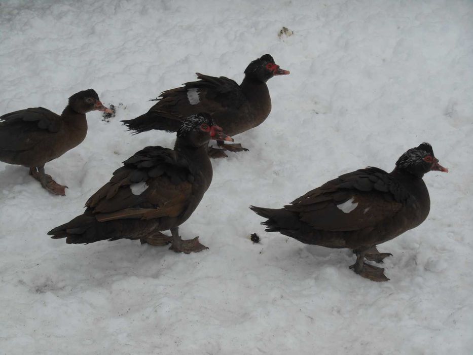 Kaczki, kaczka, kaczory piżmowe, piżmówki