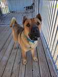 Bingo- 2 letni mix Shar pei do adopcji