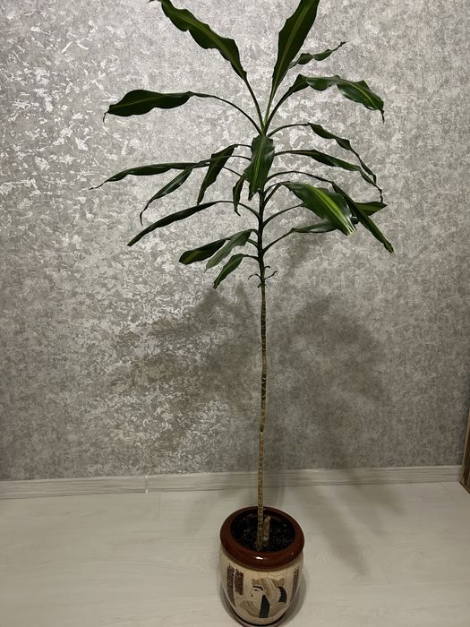 Квіти великі Дроцена широколистная