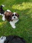 Śliczny piesek rasy Shih Tzu