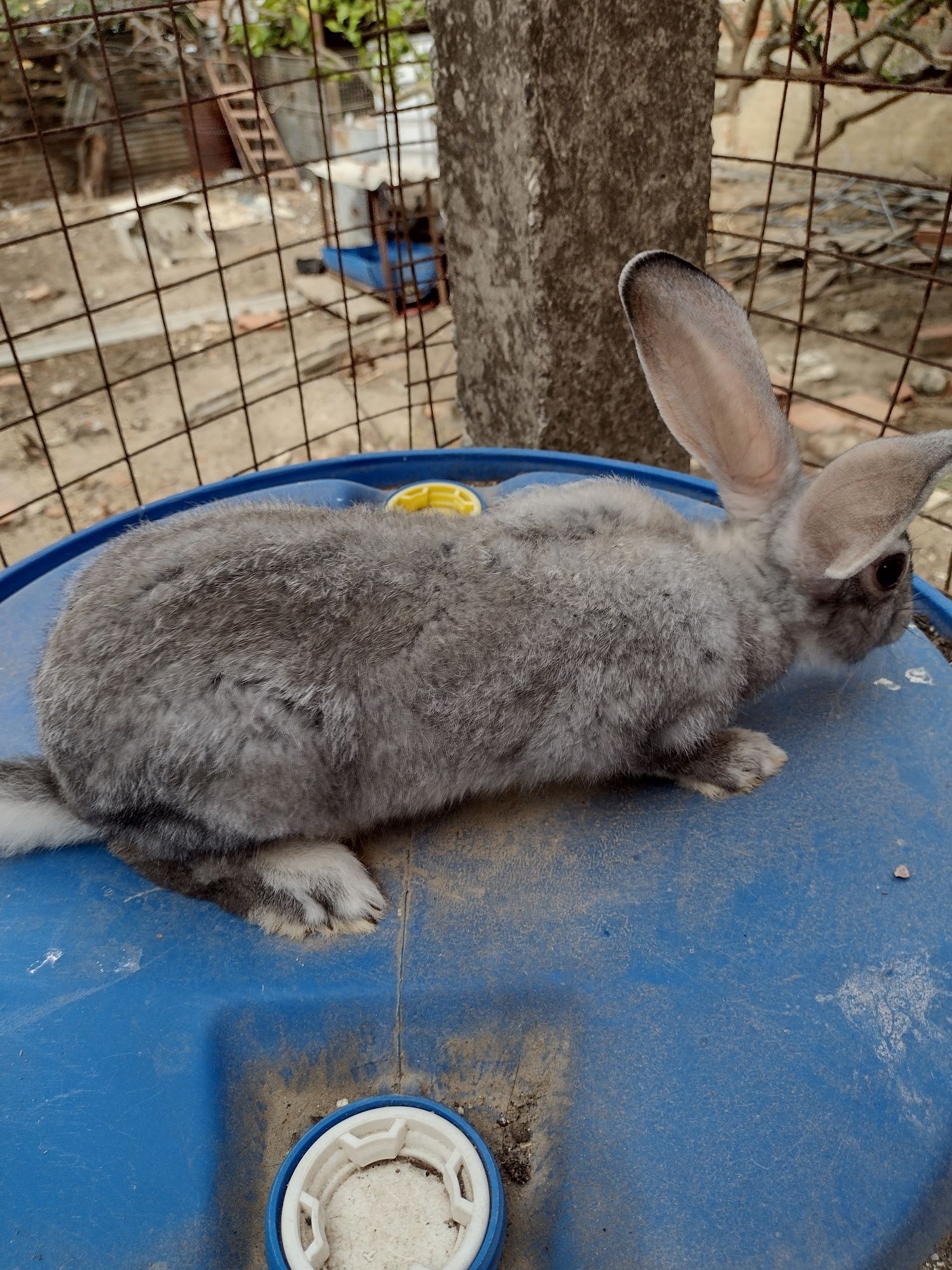 Vendo coelhos de criação