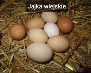Jajka wiejskie z wolnego wybiegu