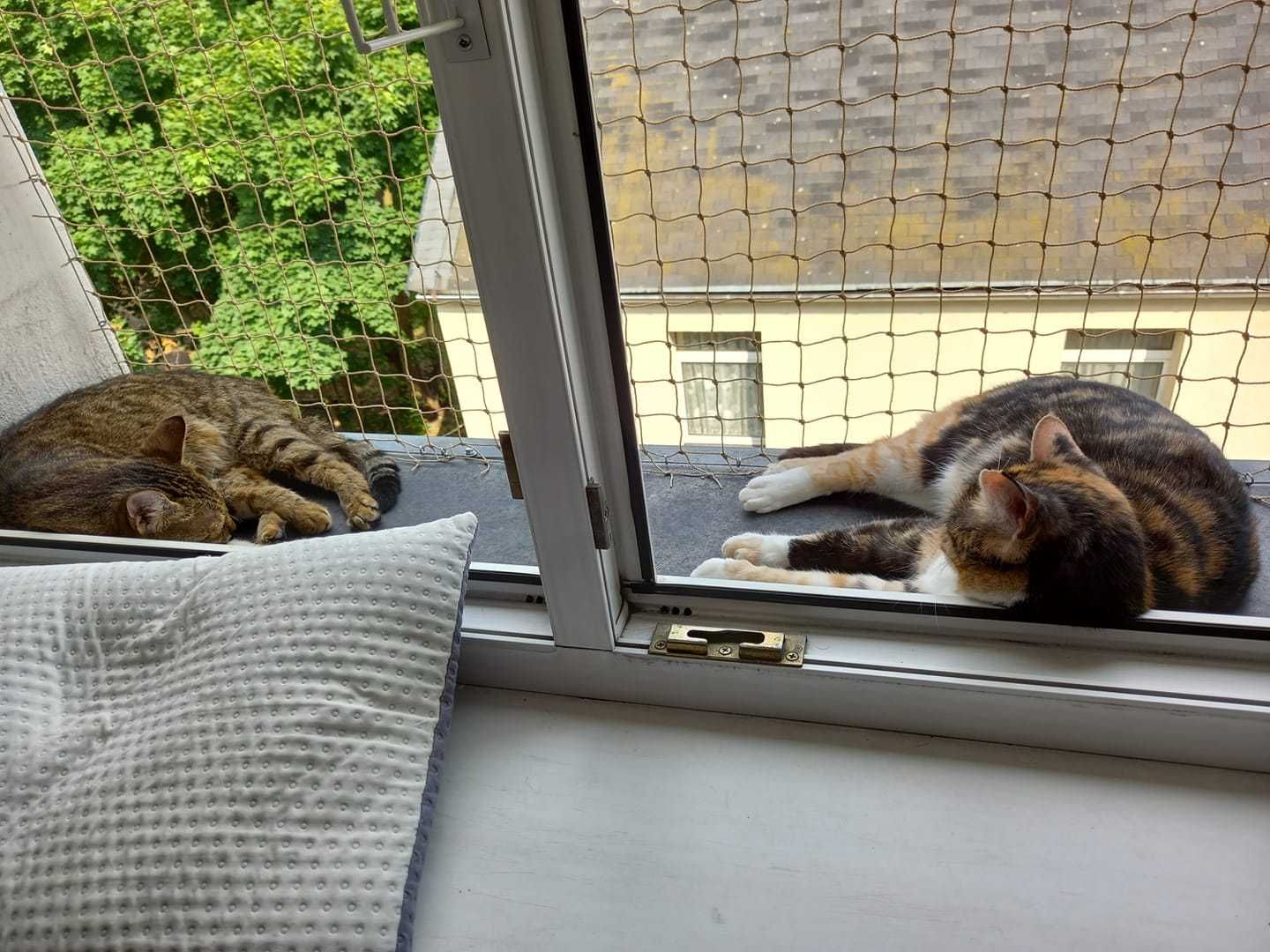 Siatka zabezpieczająca na okno dla kota, przeciw ptakom 1,7mx2m