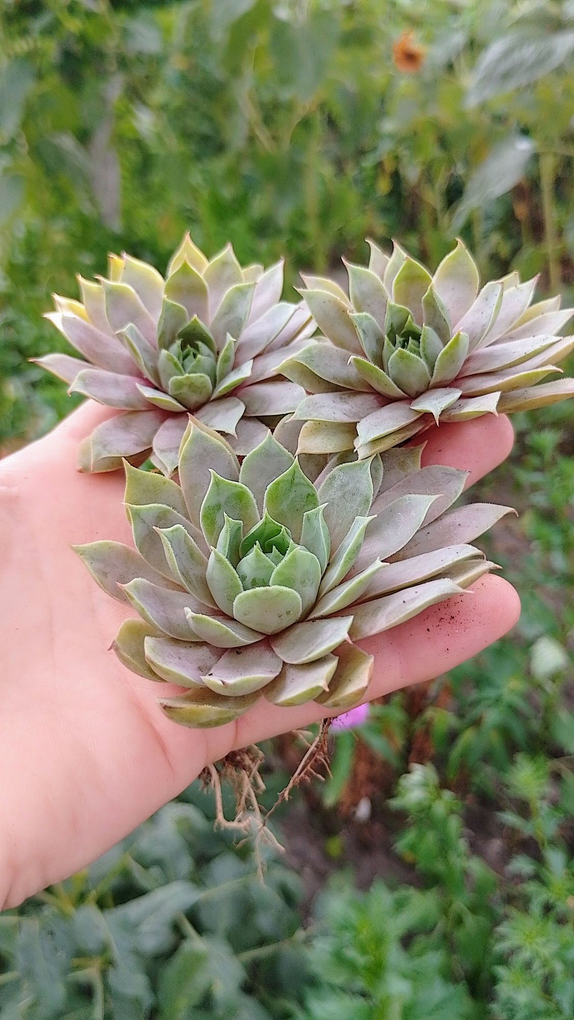 Сортові вуличні сукуленти sempervivum молодило. Витримують жару та мор