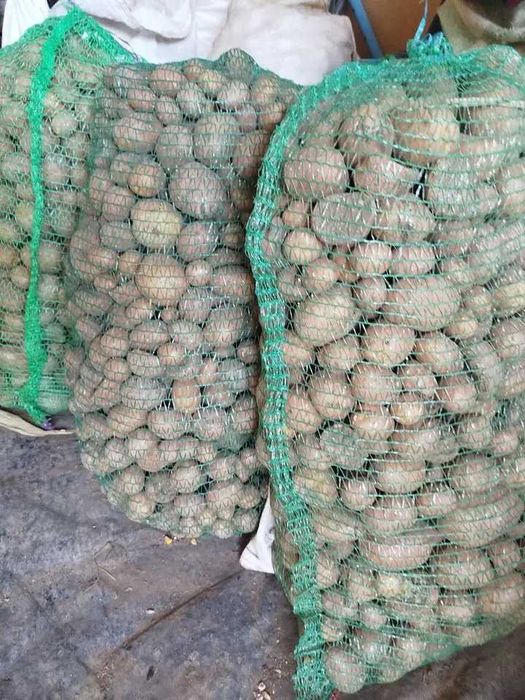 Продам дрібну картоплю