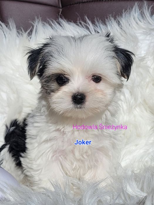 Piesek york biewer Yorkshire terrier biewer morkie