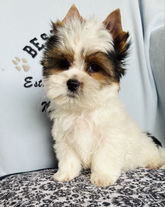 Śliczny chłopczyk york biewer