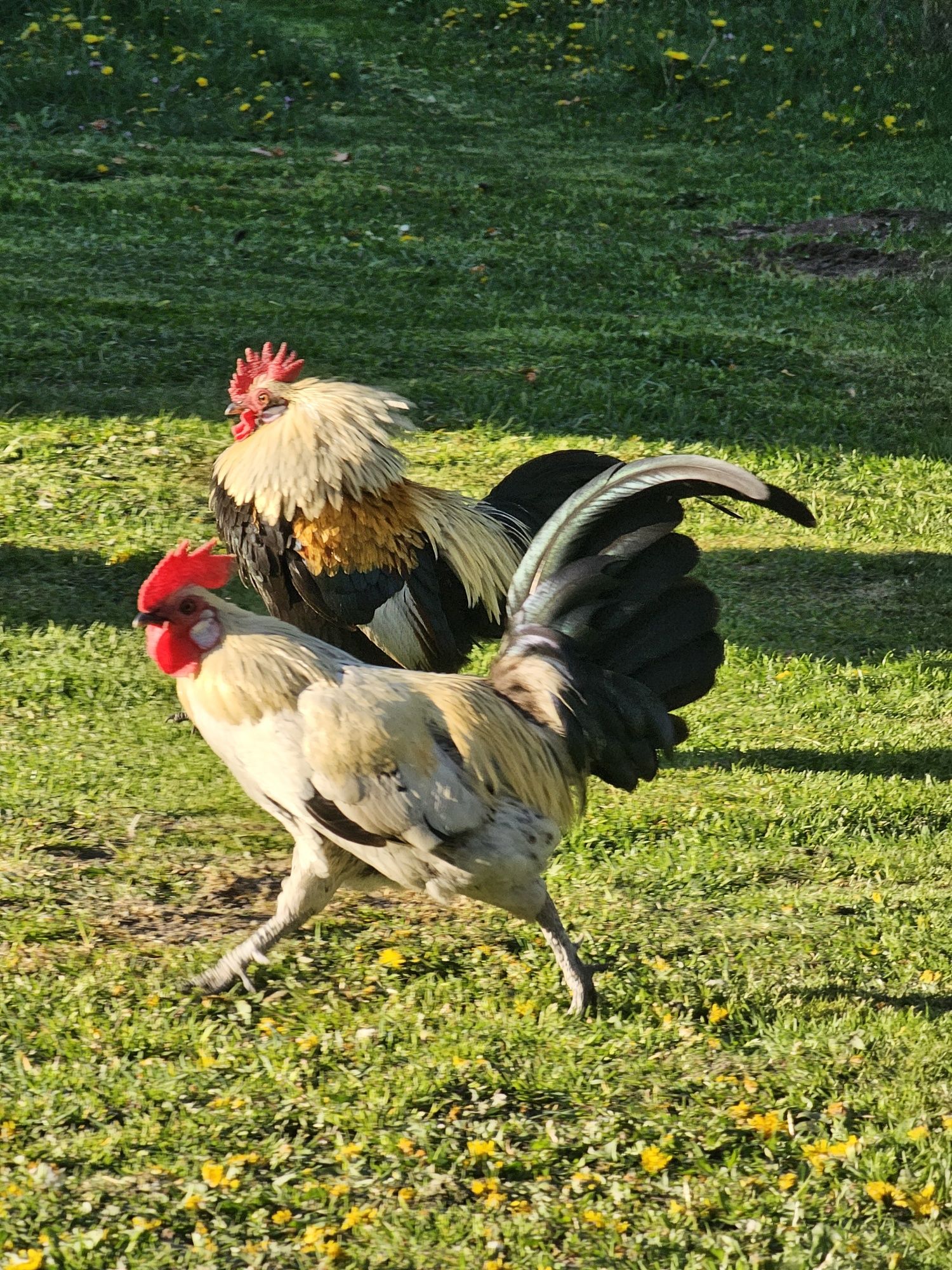 Sprzedam koguciki liliputki