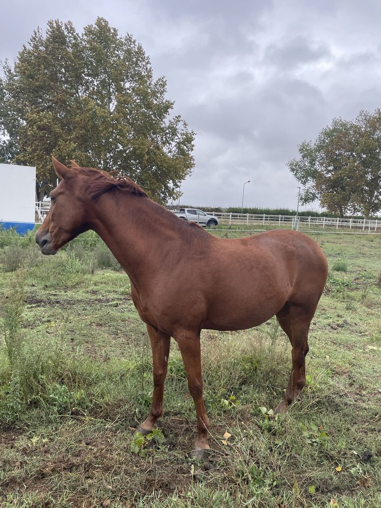 Cavalo de obstaculos