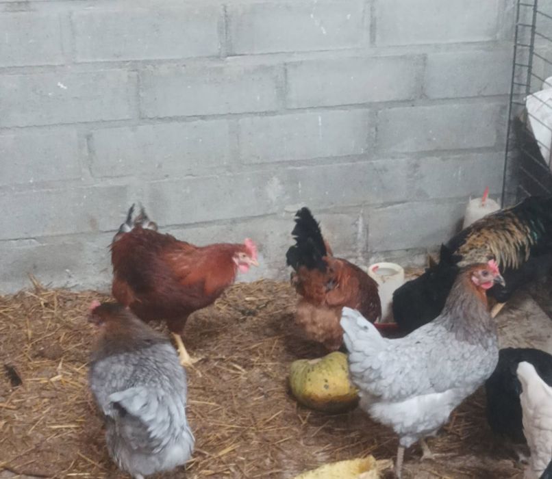 Sprzedam 2 koguty rosy czerwone