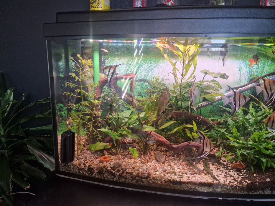 Akwarium Panoramiczne 240L 120x40x50 + Szafka + Filtr + Akcesoria