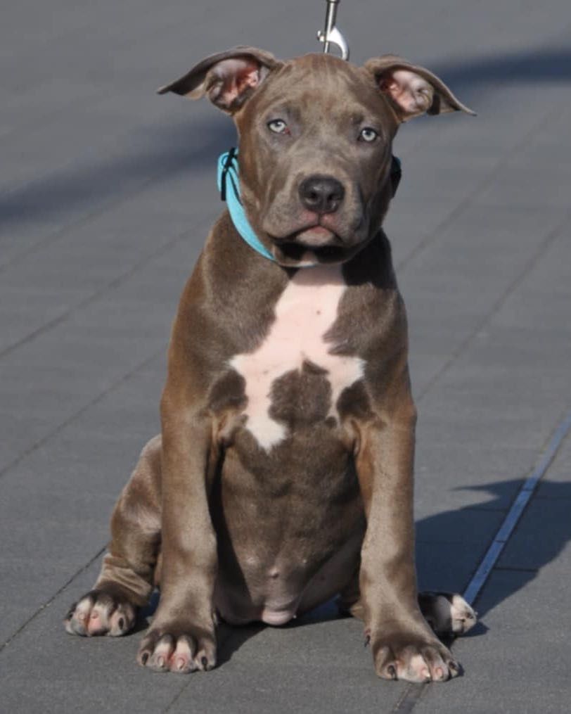 American Bully XL wyjątkowa suczka gotowa do odbioru!