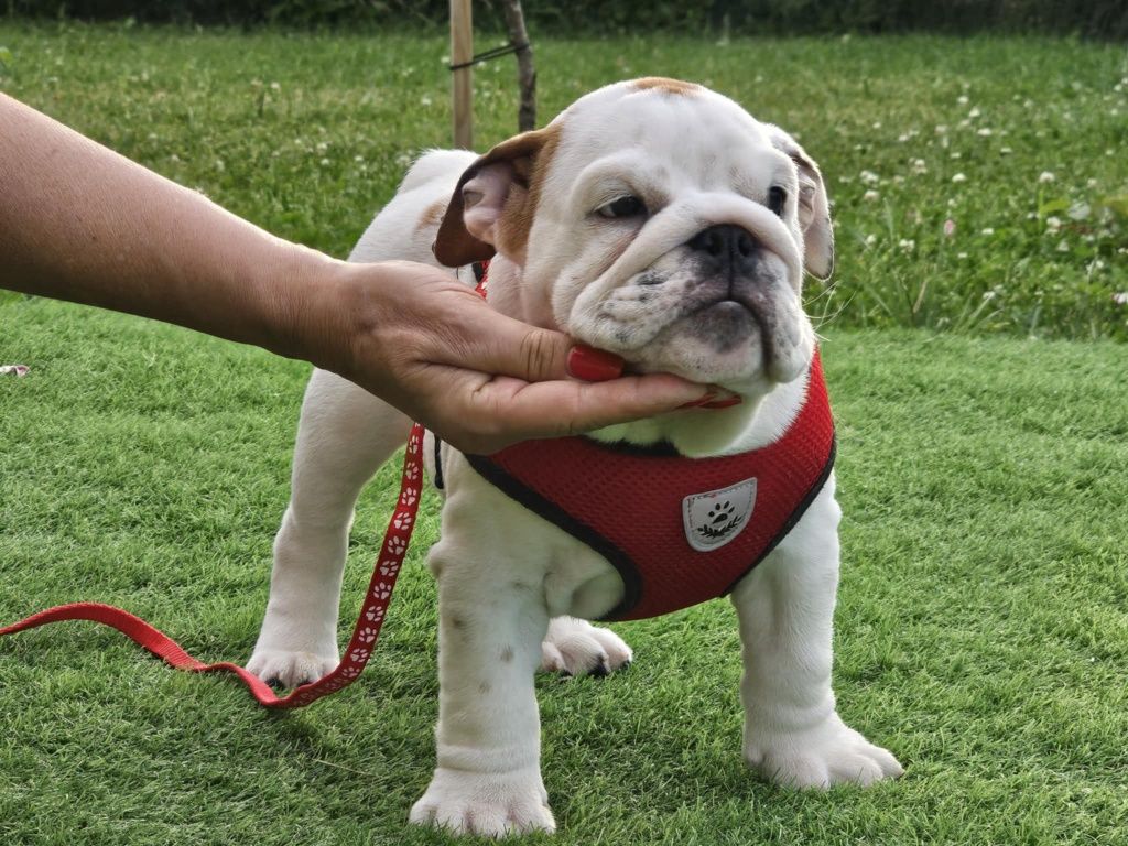 Buldog angielski chlopiec Oreo Fci